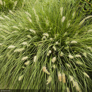 Fountain Grass, Hameln #2